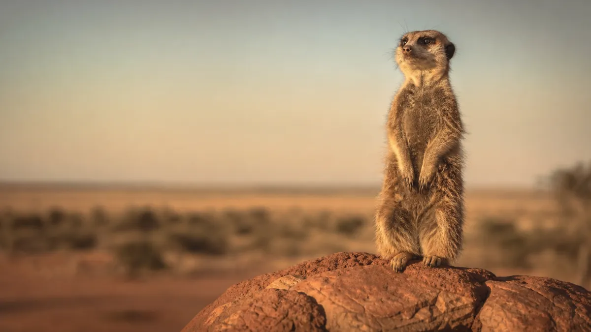 Animaux qui commencent par la lettre S : la liste complète