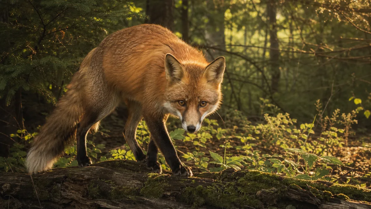 Animaux qui commencent par la lettre R : liste complète
