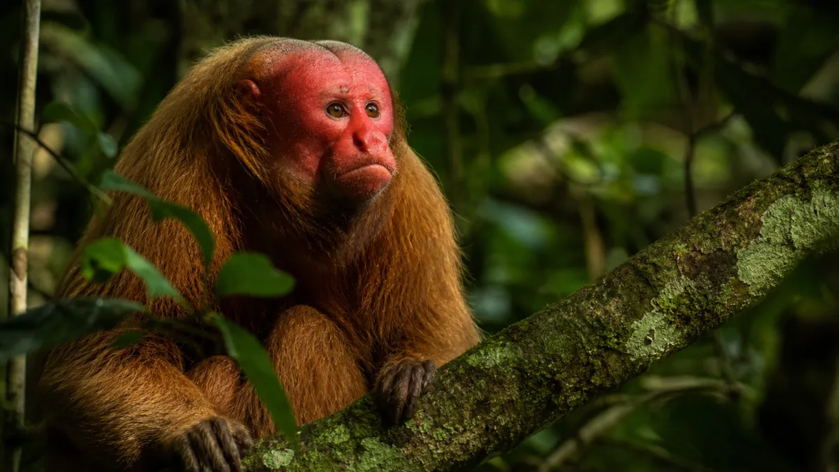 Animaux qui commencent par la lettre U : la liste complète
