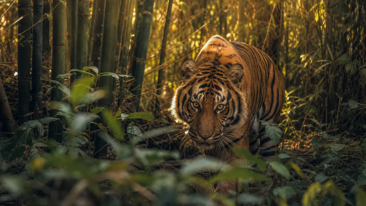 Animaux qui commencent par la lettre T : liste complète